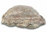 Fossil Tortoise (Stylemys) Shell - Nebraska #269617-5